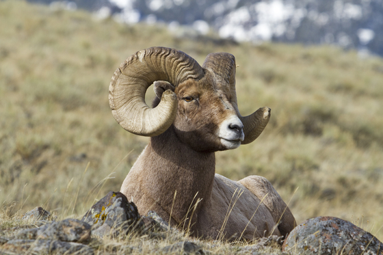 Yellowstone NP