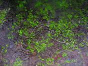 Olympic National Park