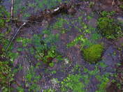 Olympic National Park