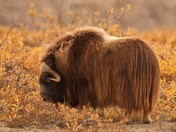Arctic National Wildlife Refuge