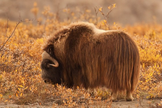 Arctic National Wildlife Refuge