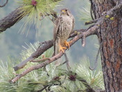 Oux Kanee Day Use Area, Fremont-Winema National Forest