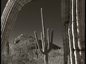 saguaro national park west unit
