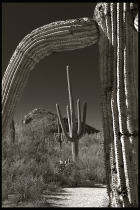 saguaro national park west unit