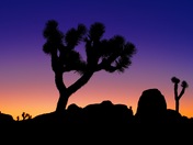 Joshua Tree National Park
