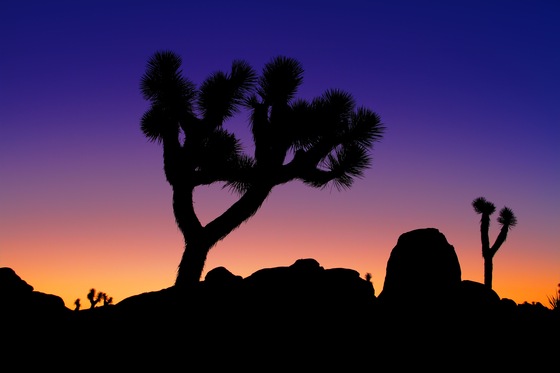 Joshua Tree National Park