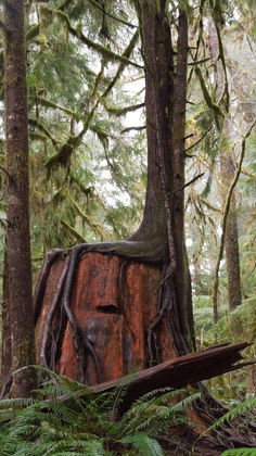 Quinalt Rain Forest