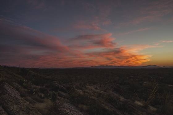 Saguaro National Park