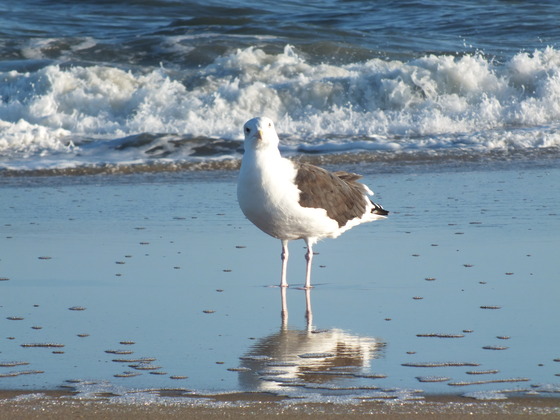 Cape Hatteras, NC
