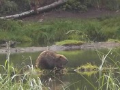 Manti La Sal National Forest