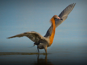 10,000 Islands National Wildlife Reserve