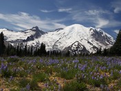 Mt. Rainier National Park