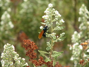 Grand Canyon National Park