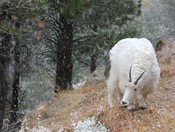 Mount Rushmore National Memorial