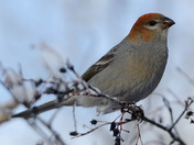Grosbeak