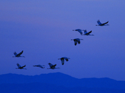 Sonny Bono Salton Sea National Wildlife Refuge