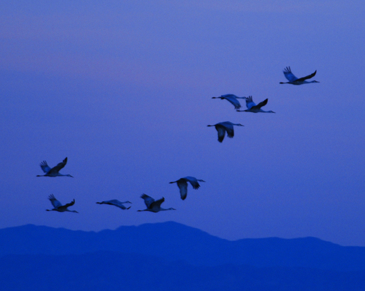 Sonny Bono Salton Sea National Wildlife Refuge
