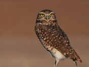 Sonny Bono Salton Sea National Wildlife Refuge
