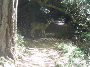 Muir Woods National Monument