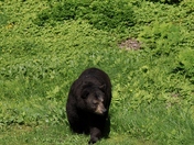 White MT.National Forest