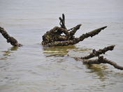 Assateague Island National Seashore