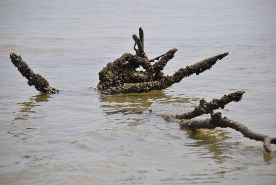 Assateague Island National Seashore