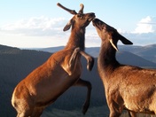 Rocky Mountain National Park