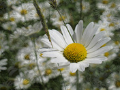 Field of Daisies