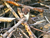 Grand Teton National Park