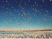 Bosque del Apache National Wildlife Refuge