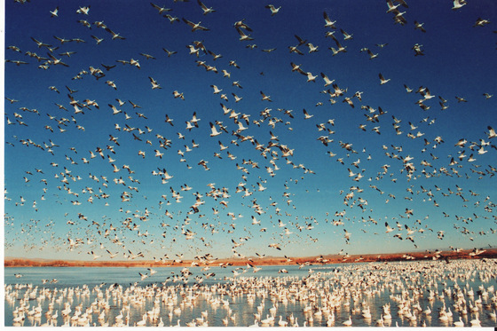 Bosque del Apache National Wildlife Refuge