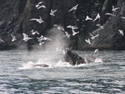 Kenai Fjords National Park