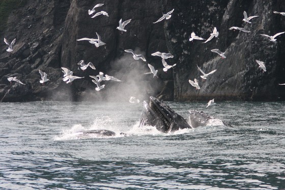 Kenai Fjords National Park