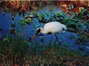 Big Cypress National Preserve