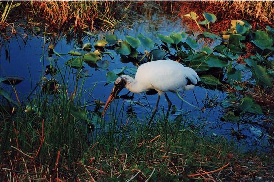 Big Cypress National Preserve