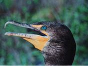 Big Cypress National Preserve