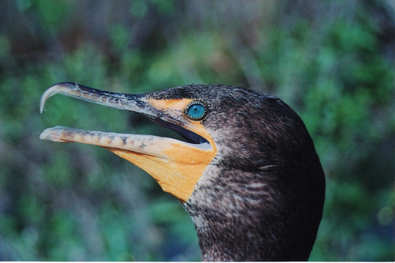Big Cypress National Preserve