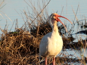 Bayou Sauvage National Wildlife Refuge