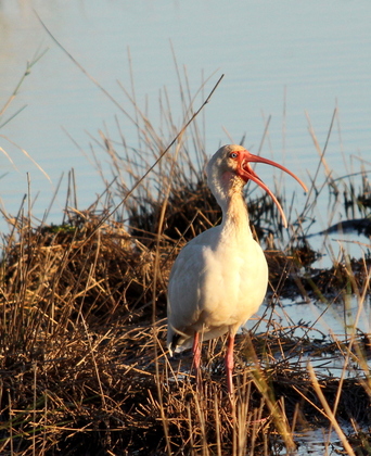 Bayou Sauvage National Wildlife Refuge