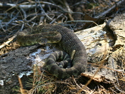 Yosemite National Park