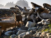 Olympic National Park