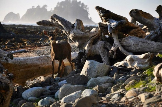 Olympic National Park