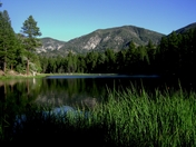 Dixie national forest 