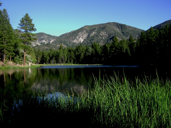 Dixie national forest 