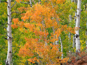 San Isabel National Forest