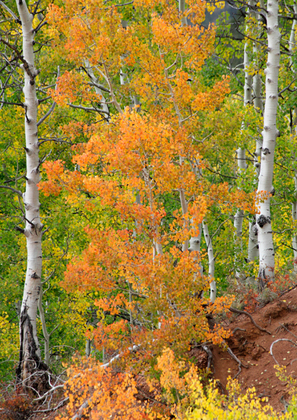 San Isabel National Forest