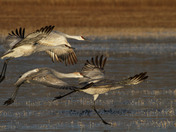Bosque del Apache National Wildlife Refuge