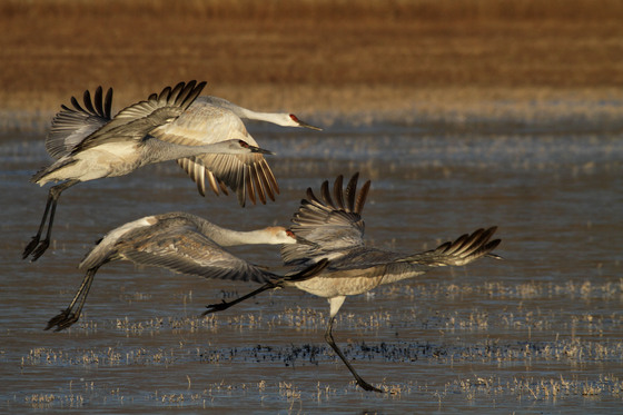 Bosque del Apache National Wildlife Refuge