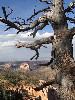 bryce canyon national park