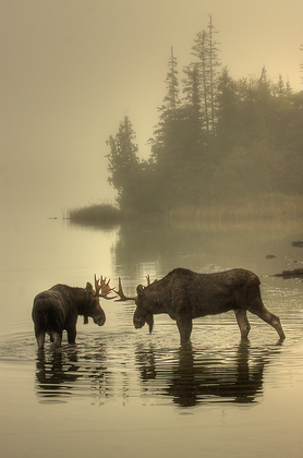 Isle Royale National Park